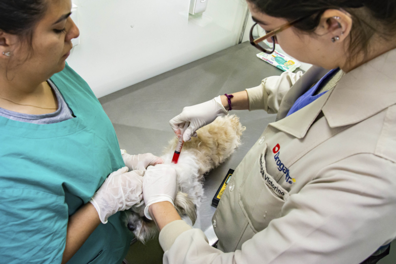 Rede de Proteção Animal de Curitiba vai oferecer gratuitamente serviços veterinários para cães e gatos no Cajuru